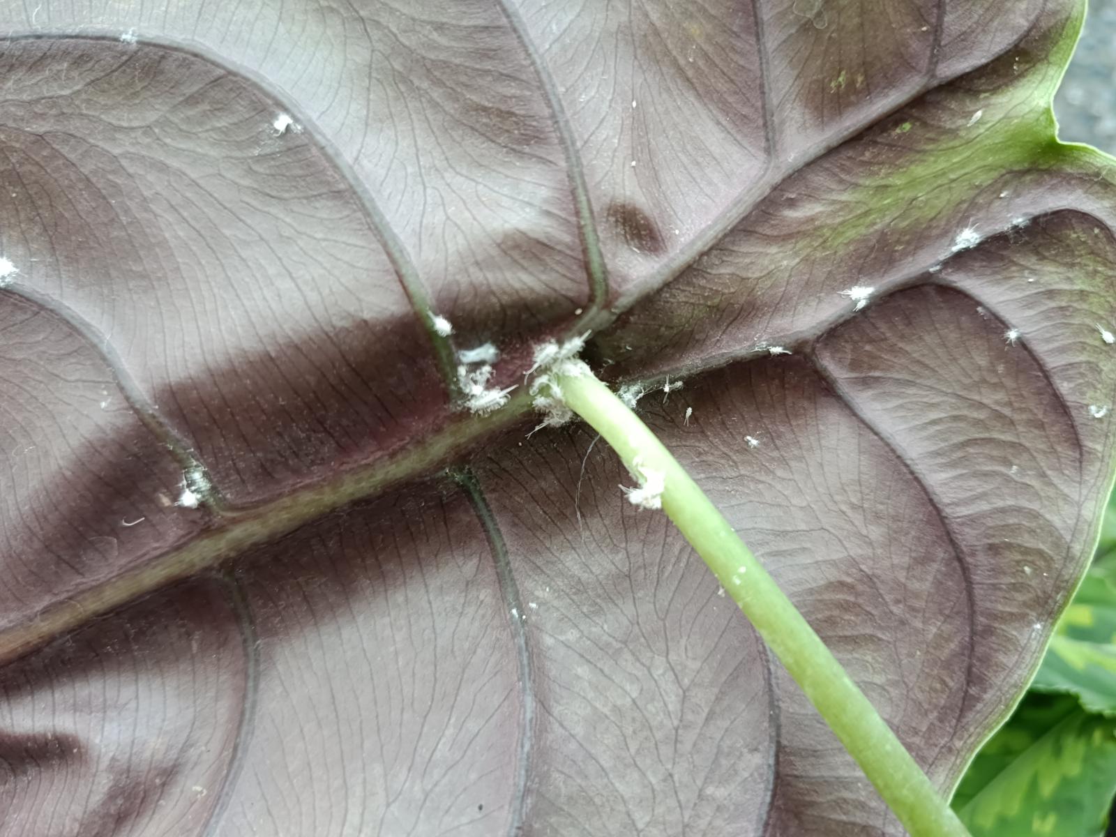 Cocciniglia - alocasia